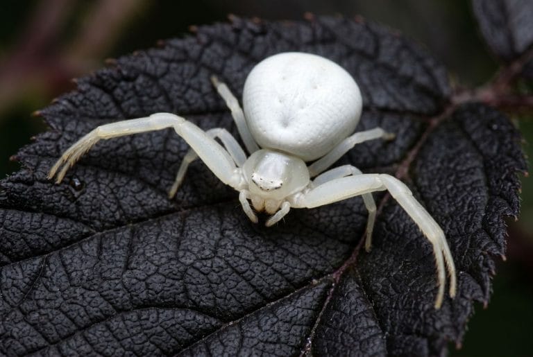 Araignée blanche : ce que sa présence signifie vraiment
