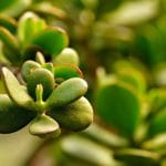 Arbre de jade : le guide complet entretien et feng shui