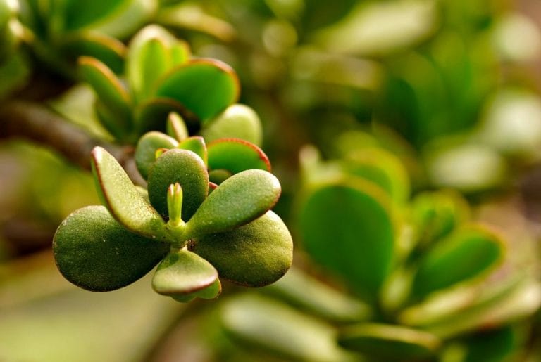 Arbre de jade : le guide complet entretien et feng shui