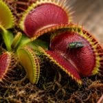 Dionaea muscipula