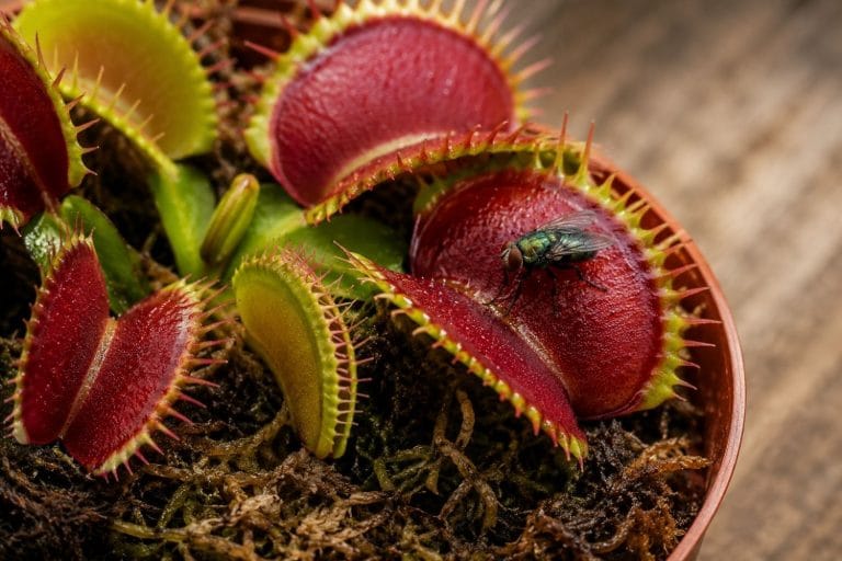 Dionaea muscipula