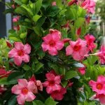 Dipladenia : Entretien, hivernage, taille réussie