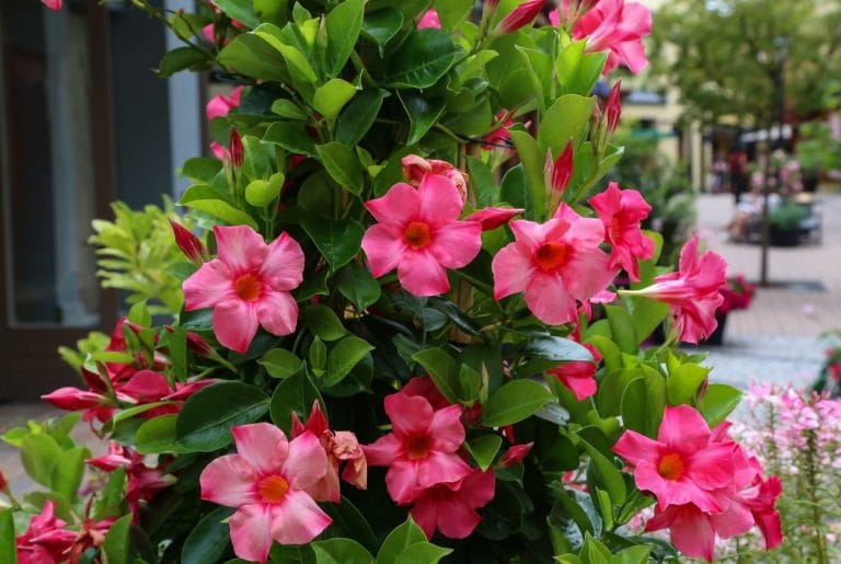 Dipladenia : Entretien, hivernage, taille réussie