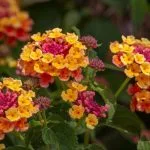 Lantana : les secrets d'une floraison de 5 mois
