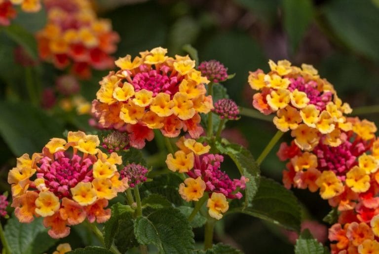 Lantana : les secrets d'une floraison de 5 mois