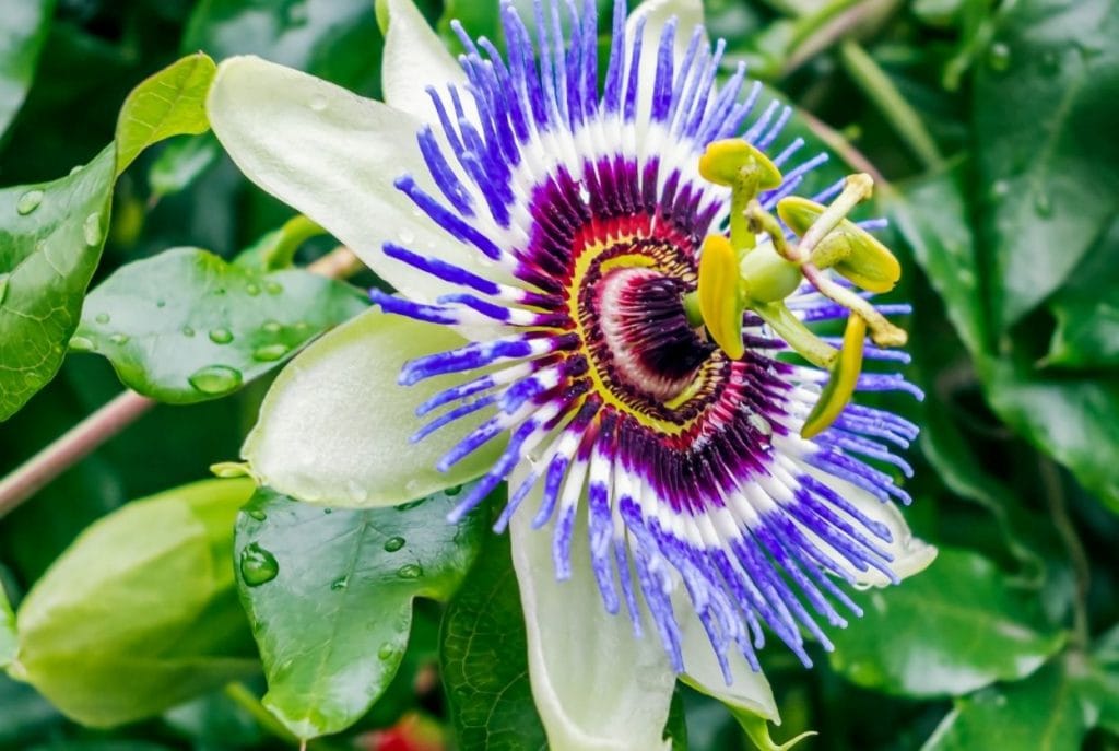 Passiflore : le guide complet pour bien la cultiver