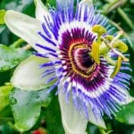 Passiflore : le guide complet pour bien la cultiver