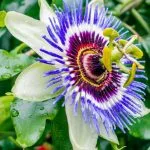 Passiflore : le guide complet pour bien la cultiver