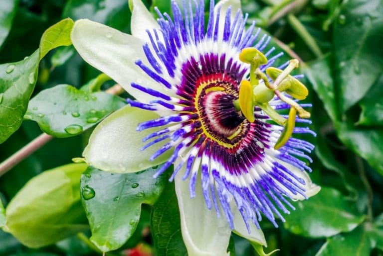 Passiflore : le guide complet pour bien la cultiver