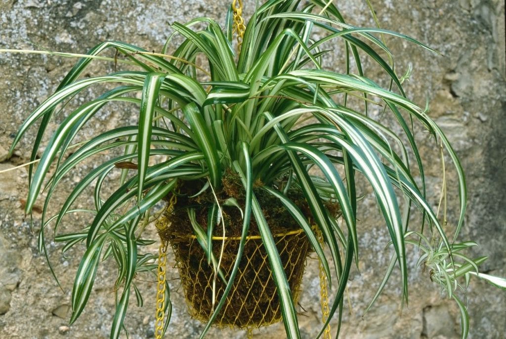Plante araignée : stop aux feuilles brunes !
