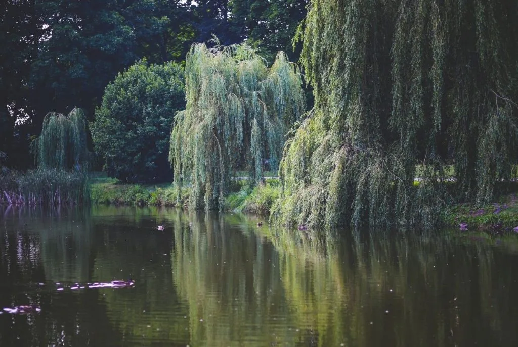 Saule tortueux : variétés, taille et danger des racines